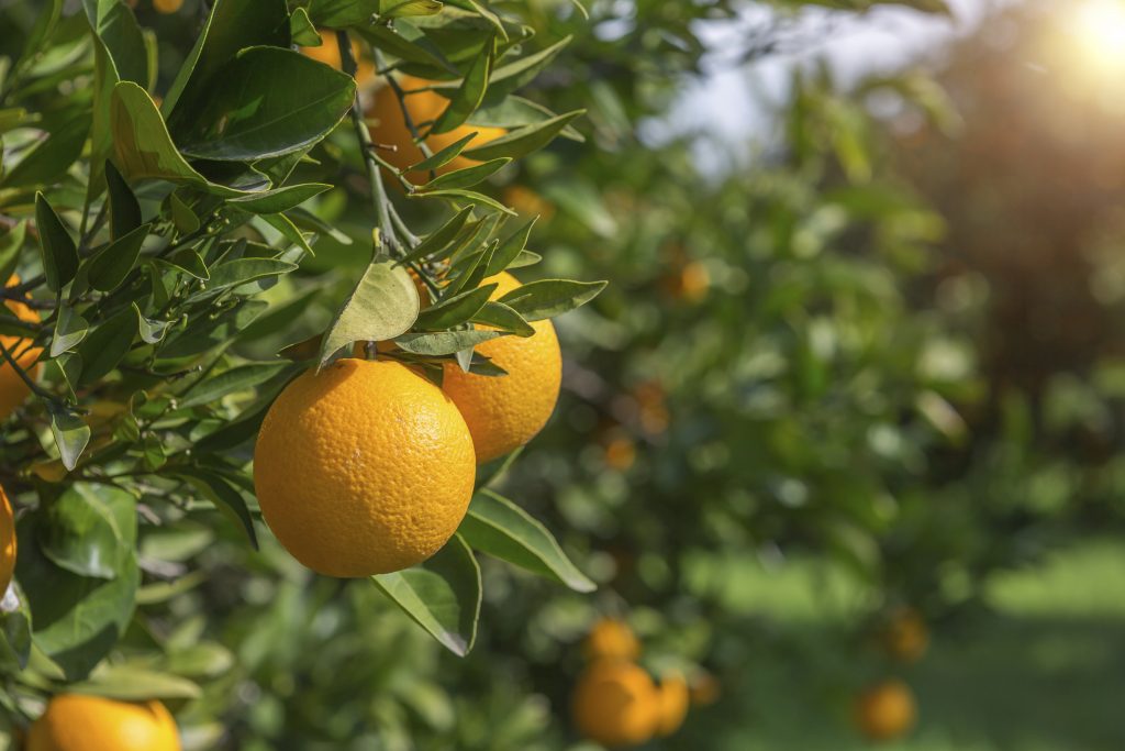 des oranges se gorgent de soleil