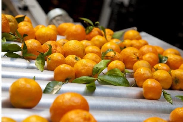 des oranges pour jus de fruits